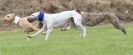 Image 5 in POACHERS REST. WHIPPET TERRIER AND LURCHER RACING 20 JUNE 2010