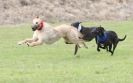 Image 50 in POACHERS REST. WHIPPET TERRIER AND LURCHER RACING 20 JUNE 2010