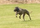 Image 51 in POACHERS REST. WHIPPET TERRIER AND LURCHER RACING 20 JUNE 2010