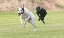 Image 52 in POACHERS REST. WHIPPET TERRIER AND LURCHER RACING 20 JUNE 2010