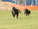 Image 54 in POACHERS REST. WHIPPET TERRIER AND LURCHER RACING 20 JUNE 2010