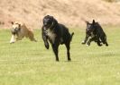 Image 55 in POACHERS REST. WHIPPET TERRIER AND LURCHER RACING 20 JUNE 2010