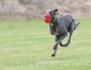 Image 59 in POACHERS REST. WHIPPET TERRIER AND LURCHER RACING 20 JUNE 2010