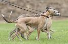 Image 6 in POACHERS REST. WHIPPET TERRIER AND LURCHER RACING 20 JUNE 2010