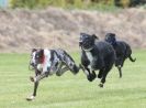 Image 60 in POACHERS REST. WHIPPET TERRIER AND LURCHER RACING 20 JUNE 2010