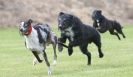 Image 61 in POACHERS REST. WHIPPET TERRIER AND LURCHER RACING 20 JUNE 2010