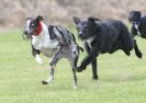 Image 62 in POACHERS REST. WHIPPET TERRIER AND LURCHER RACING 20 JUNE 2010