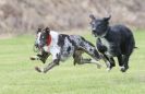 Image 63 in POACHERS REST. WHIPPET TERRIER AND LURCHER RACING 20 JUNE 2010