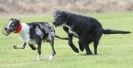 Image 64 in POACHERS REST. WHIPPET TERRIER AND LURCHER RACING 20 JUNE 2010