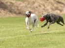 Image 65 in POACHERS REST. WHIPPET TERRIER AND LURCHER RACING 20 JUNE 2010