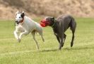 Image 66 in POACHERS REST. WHIPPET TERRIER AND LURCHER RACING 20 JUNE 2010