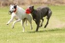 Image 67 in POACHERS REST. WHIPPET TERRIER AND LURCHER RACING 20 JUNE 2010