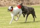 Image 68 in POACHERS REST. WHIPPET TERRIER AND LURCHER RACING 20 JUNE 2010