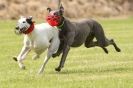 Image 69 in POACHERS REST. WHIPPET TERRIER AND LURCHER RACING 20 JUNE 2010