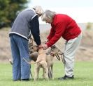 Image 7 in POACHERS REST. WHIPPET TERRIER AND LURCHER RACING 20 JUNE 2010