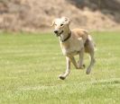 Image 71 in POACHERS REST. WHIPPET TERRIER AND LURCHER RACING 20 JUNE 2010