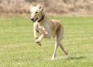 Image 72 in POACHERS REST. WHIPPET TERRIER AND LURCHER RACING 20 JUNE 2010