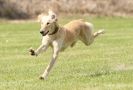 Image 74 in POACHERS REST. WHIPPET TERRIER AND LURCHER RACING 20 JUNE 2010