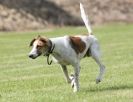 Image 75 in POACHERS REST. WHIPPET TERRIER AND LURCHER RACING 20 JUNE 2010