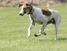 Image 76 in POACHERS REST. WHIPPET TERRIER AND LURCHER RACING 20 JUNE 2010