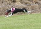 Image 8 in POACHERS REST. WHIPPET TERRIER AND LURCHER RACING 20 JUNE 2010