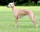 Image 84 in POACHERS REST. WHIPPET TERRIER AND LURCHER RACING 20 JUNE 2010