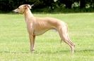 Image 85 in POACHERS REST. WHIPPET TERRIER AND LURCHER RACING 20 JUNE 2010