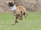 Image 9 in POACHERS REST. WHIPPET TERRIER AND LURCHER RACING 20 JUNE 2010