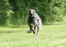 SUSSEX LONGDOGS  13 JUNE 2010