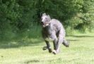 Image 10 in SUSSEX LONGDOGS 13 JUNE 2010