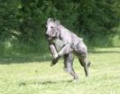 Image 11 in SUSSEX LONGDOGS 13 JUNE 2010