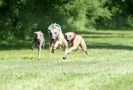 Image 12 in SUSSEX LONGDOGS 13 JUNE 2010