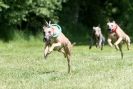 Image 13 in SUSSEX LONGDOGS 13 JUNE 2010