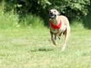 Image 14 in SUSSEX LONGDOGS 13 JUNE 2010