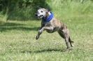 Image 15 in SUSSEX LONGDOGS 13 JUNE 2010