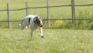 Image 16 in SUSSEX LONGDOGS 13 JUNE 2010