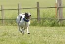 Image 17 in SUSSEX LONGDOGS 13 JUNE 2010