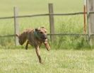 Image 19 in SUSSEX LONGDOGS 13 JUNE 2010