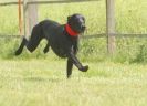 Image 21 in SUSSEX LONGDOGS 13 JUNE 2010