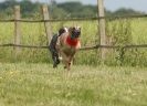 Image 32 in SUSSEX LONGDOGS 13 JUNE 2010