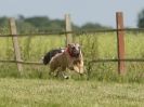 Image 33 in SUSSEX LONGDOGS 13 JUNE 2010