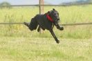 Image 35 in SUSSEX LONGDOGS 13 JUNE 2010