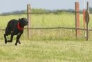 Image 36 in SUSSEX LONGDOGS 13 JUNE 2010