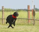 Image 37 in SUSSEX LONGDOGS 13 JUNE 2010