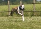Image 41 in SUSSEX LONGDOGS 13 JUNE 2010