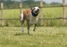 Image 42 in SUSSEX LONGDOGS 13 JUNE 2010