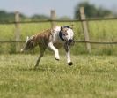Image 43 in SUSSEX LONGDOGS 13 JUNE 2010