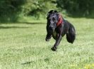 Image 6 in SUSSEX LONGDOGS 13 JUNE 2010