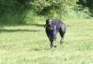 Image 7 in SUSSEX LONGDOGS 13 JUNE 2010
