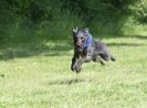 Image 8 in SUSSEX LONGDOGS 13 JUNE 2010